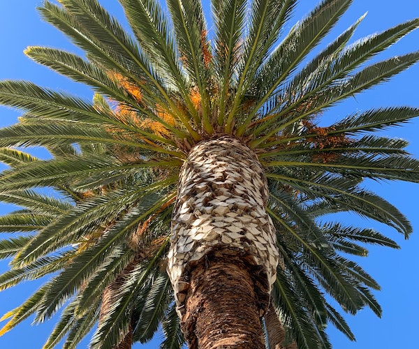 windshield repair in Phoenix